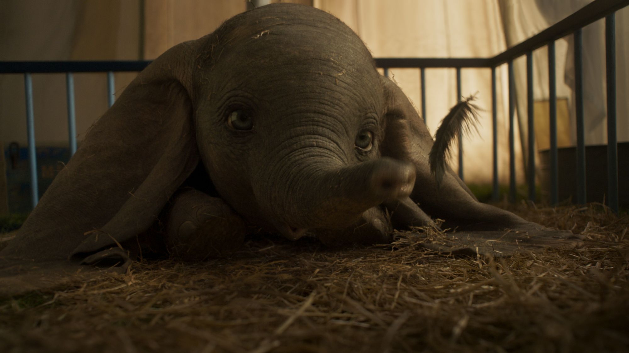 Dumbo – Per sognare come da bambini
